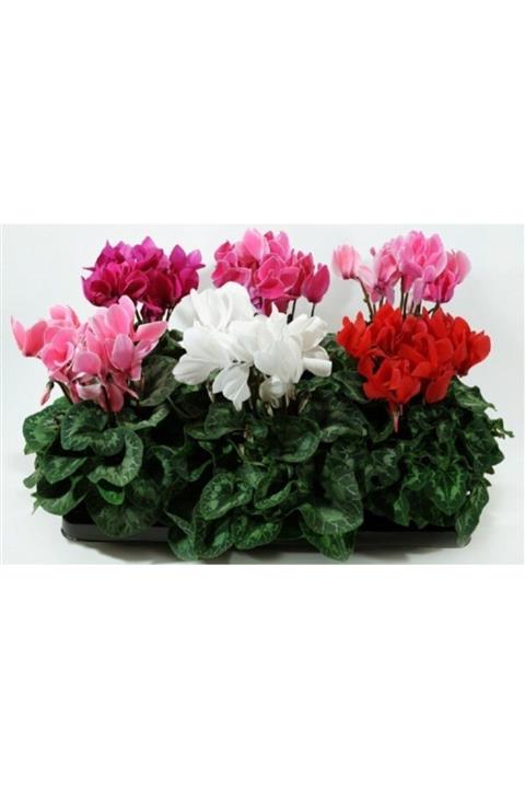 GARDENYA TOHUMCULUK 6 Adet Karışık Renk Sıklamen Çiçek Soğanı