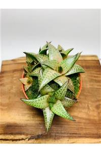 foliumbotanik Haworthia Venosa Anaç Tür Sukulent En Az 9 Kök Koleksiyonluk