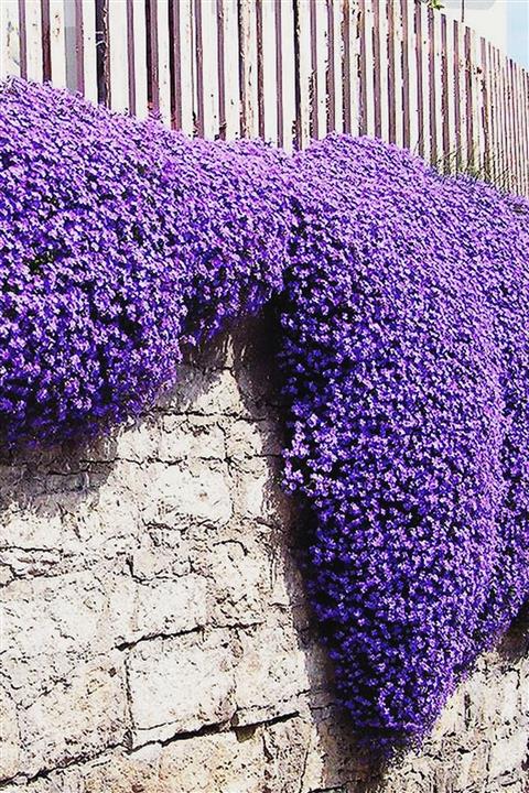 HB BOTANIC Mor Obrizya Çiçeği Tohumu / 20 Adet Tohum