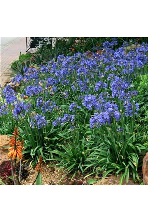 1001fidan Agapanthus Blue Afrika Zambağı Agapantus Fidesi