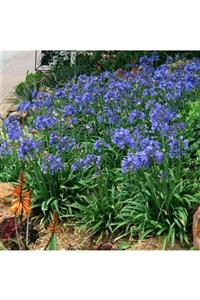 1001fidan Agapanthus Blue Afrika Zambağı Agapantus Fidesi
