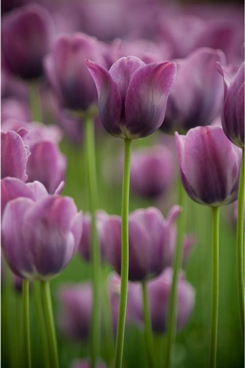 GARDENYA TOHUMCULUK 3 Adet Soft Lila Renk Lale Çiçek Soğanı