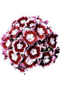 Tohum Dünyam 20 Adet Dianthus Barbatus Çiçeği Tohumu