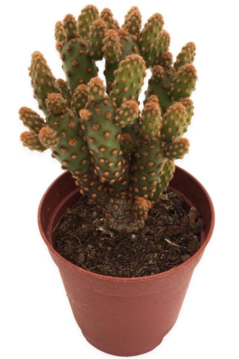 LEVANT Opuntia Rufida Minima Red Kaktüs 5,5 cm