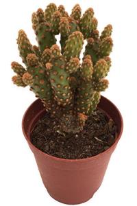 LEVANT Opuntia Rufida Minima Red Kaktüs 5,5 cm