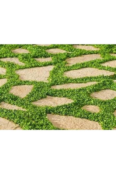 Asenya Fare Kulağı Tohumu 100 Gr Çim Tohumu Yer Örtücü Yayılıcı Çim Dichondra Repens Fare Kulağı Çimi