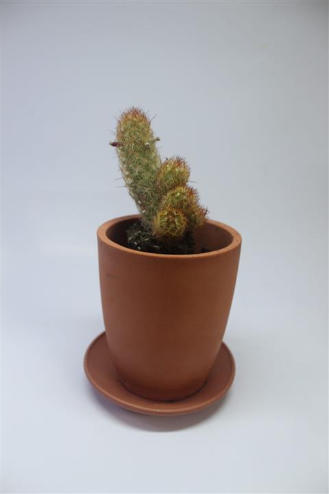 NEVEL GÜBRE Mammillaria Elongata 10 cm Toprak Saksıda Ladyfinger Kaktüs Sarı Dikenli Kaktüs
