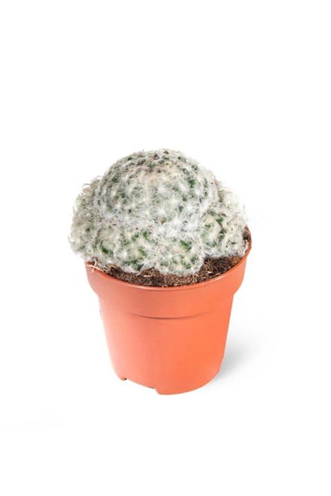 MB BOTANİK Mammillaria Plumosa-pamuk-yün Dikenli Kaktüs-özel Tür 8,5cm Saksıda