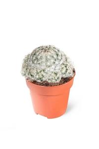 MB BOTANİK Mammillaria Plumosa-pamuk-yün Dikenli Kaktüs-özel Tür 8,5cm Saksıda