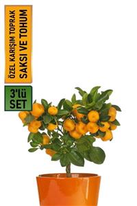 HB BOTANIC Mandalina Bonsai Yapılabilir Citrus Reticulata Ağacı Tohumu + Saksı + Toprak Seti