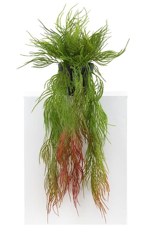 Çiçekmisin Mini Siyah Plastik Saksıda Saçaklı Sarkan Yeşillik