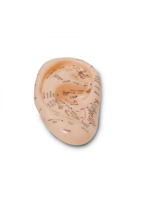 Nordmende Kulak Maketi Akupunktur Noktası