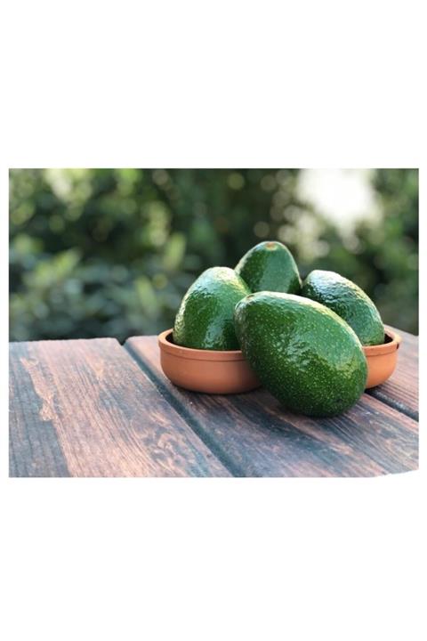 Avokado 10 Adet