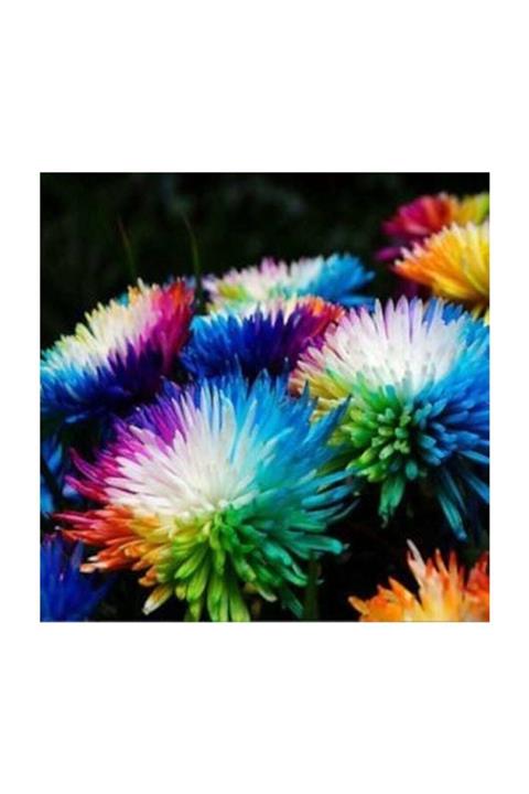 Çam Tohumculuk Renkli Himalaya Orkide Tohumu 5 Adet Tohum