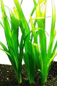 BIO AQUATIC Vallisneria Gigantea Akvaryum Bitkisi 1 Adet