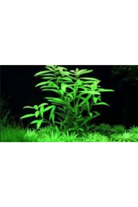 TROPİKAL .zeytin 10 Kök Bakımı Kolay