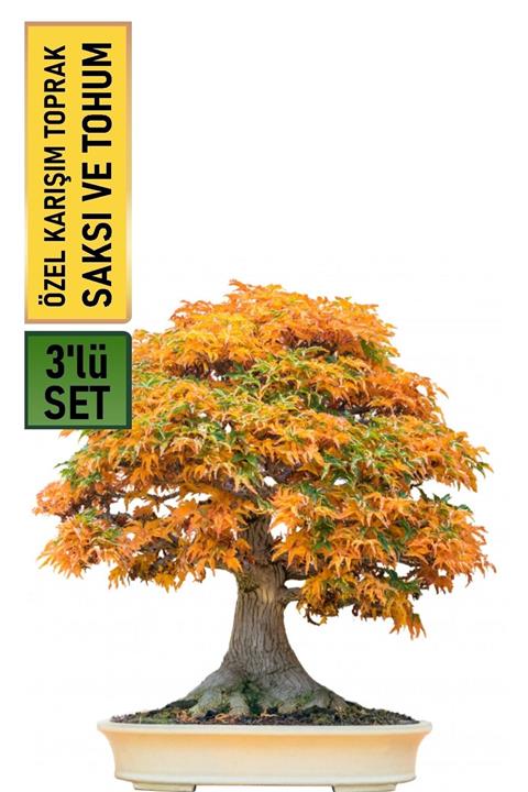 HB BOTANIC Liquidambar Bonsai Yapılabilir Bodur Sığa Ağacı Tohumu + Saksı + Toprak Seti