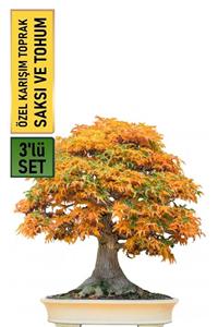 HB BOTANIC Liquidambar Bonsai Yapılabilir Bodur Sığa Ağacı Tohumu + Saksı + Toprak Seti