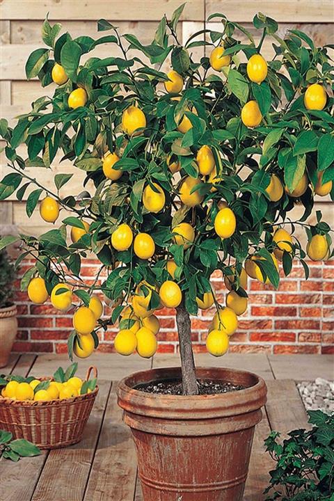 HB BOTANIC Ithal Mayer Limon Tohumu / 5 Adet Tohum