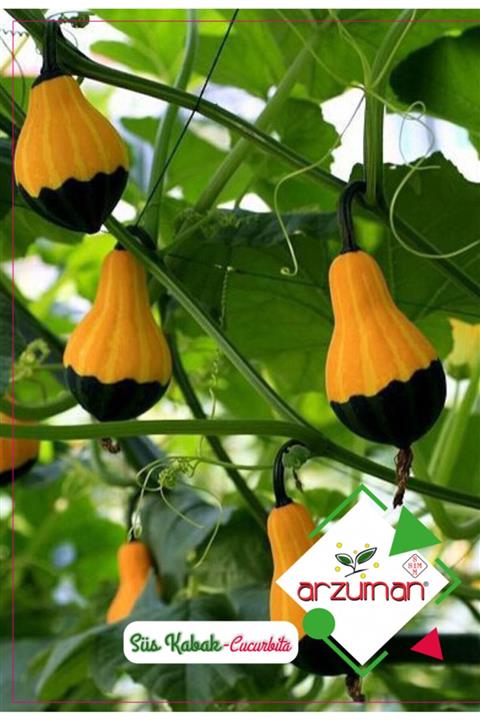 Arzuman Tohum Süs Kabağı Tohumu