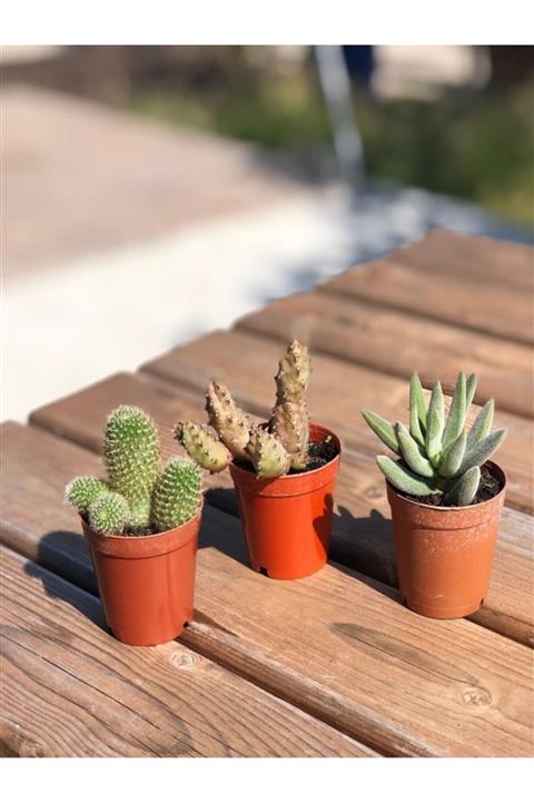 My Succulent Popüler 3'lü (leş Kaktüs ,rebutia Fab. Sarı Çiçek Açan Kaktüs, Hispida Pembe Çiçek Açan) 5,5 cm