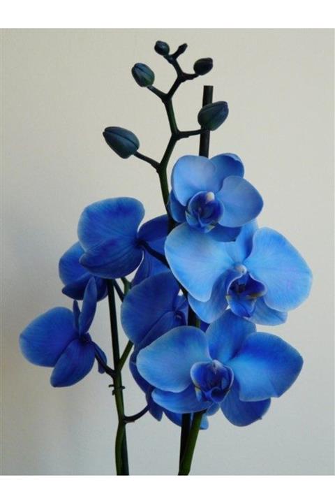 NANDİNA BOTANİK Mavi Renkli Orkide Tohumu 10 15 Adet