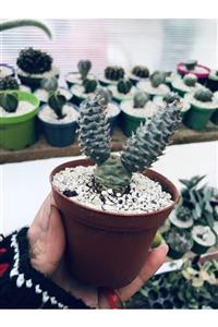 foliumbotanik Tephrocactus Articulatus Pinecone Kaktüs