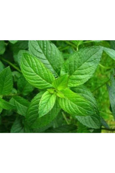 Hasgül Doğal Gıda Pazarı Nane