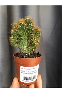 Kaktüshevesi Cereus Peruvianus Monstrose Kaya Kaktüs 5.5 cm Saksı