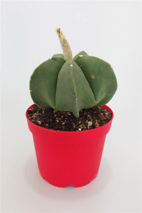 Toptan Kaktüs Astrophytum Miyriostigma Quadricostatum Nadide Tür Tekli Özel Kaktüs 8.5 cm Kırmızı Saksıda
