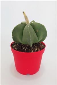 Toptan Kaktüs Astrophytum Miyriostigma Quadricostatum Nadide Tür Tekli Özel Kaktüs 8.5 cm Kırmızı Saksıda