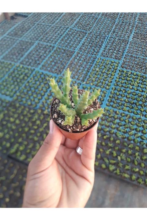 Hira çiçekçilik. Leş Kaktüs