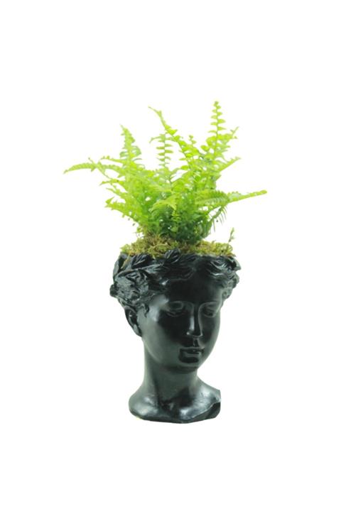 Çiçek Yolla Helen Saksıda Aşk Merdiveni