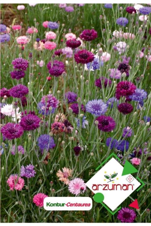 GüçlüTedarik Kontur (centaurea) Çiçek Tohumu 50 Adet
