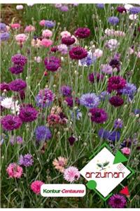 GüçlüTedarik Kontur (centaurea) Çiçek Tohumu 50 Adet