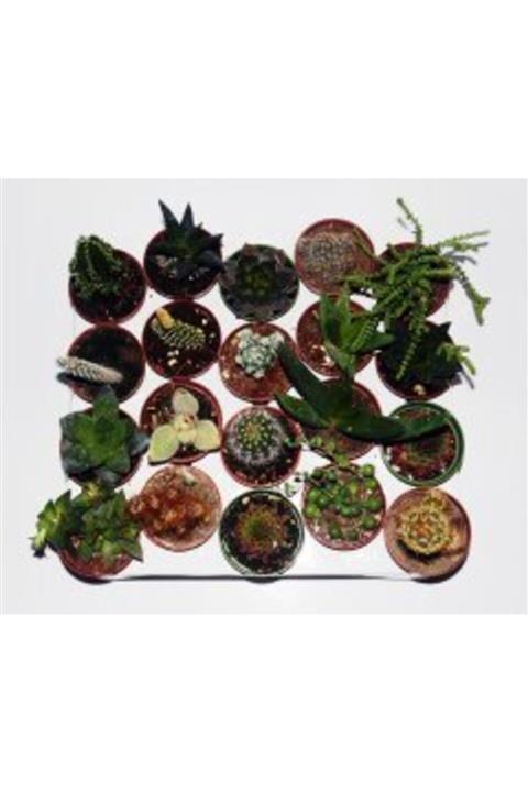 BENİM FİDANIM Kaktüs Sukulent Mix 20'li