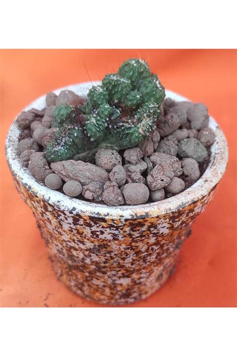 Pagoda Cristata Kaktüs 7 cm Saksı Ref 12a/y41