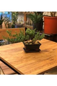 Çiçek Yolla Timo Ardıç Bonsai