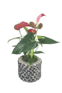 Hasal Süs Bitkileri Flamingo Çiçeği Antoryum Anthurium & Siyah Slither Beton Saksıda Hediyelik Canlı Çiçek