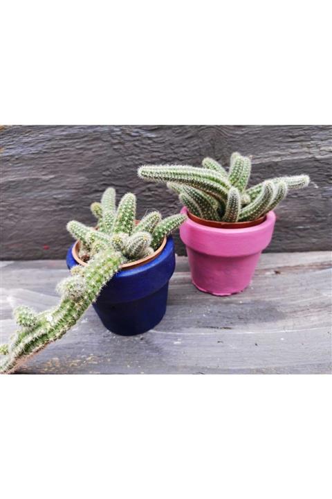 toprak 1 Adet Tir Kaktüs,sarkarak Hızlı Büyür, Chamaecereus Silvestrii -tilki Kuyruğu - 5,5 Cm Saksı Plstık