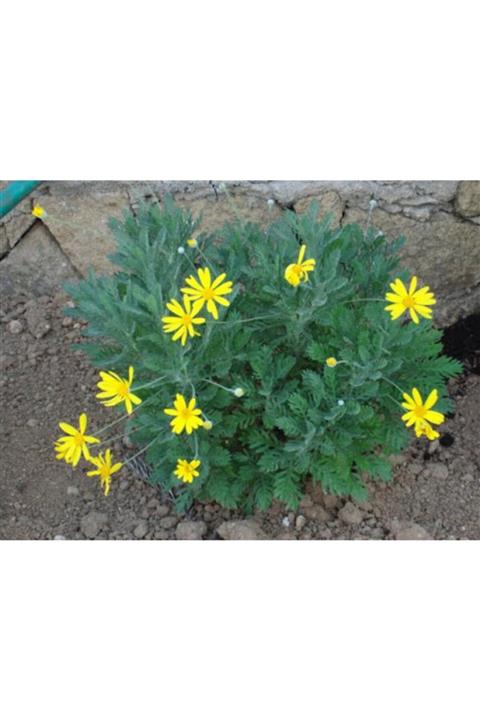 YAĞMUR BOTANİK Euryops Papatya Saksılı 30 Cm 5 Adet