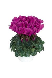 HAN BOTANİK 3 Adet Fuşya Pembe Sıklamen Çiçeği Soğanı (cyclamen Yumrusu)