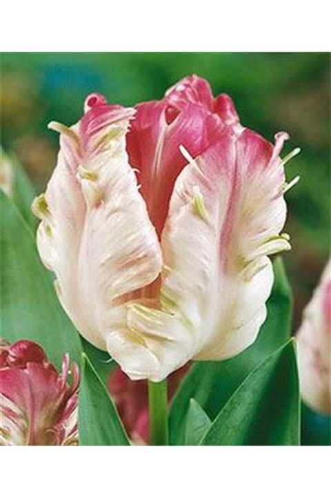 HAN BOTANİK 5 Adet Hollanda Lale Soğanı Krem Rengi