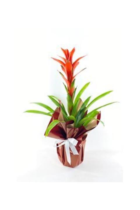 Hasal Süs Bitkileri Muhteşem Büyük Guzmanya & Kahverengi Sarım Beyaz Kurdele Saksıda Hediyelik Canlı Çiçek