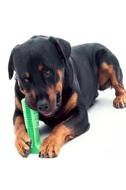 FLY BAZAAR Köpek Diş Fırçası Isırma Aparatı Büyük Boy