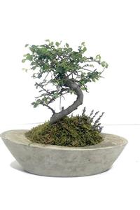 Çiçek Yolla Lamberg Zelkova Bonsai Serisi