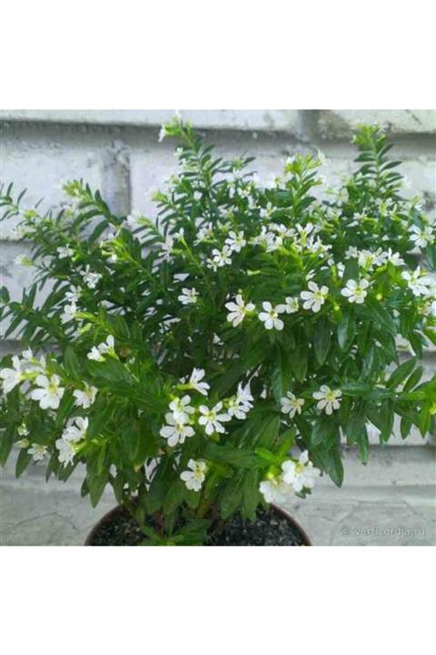 ruzgarbotanik 4 Adet Beyaz Küfeya Çiçeği Fidanı 40 Cm