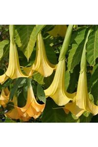 ALİBOTANİK Sarı Boru Çiçeği Datura Fidanı