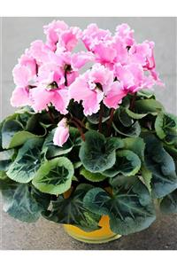 CANBOTANİK 2 Adet Ithal Özel Fırfırlı Açık Pembe Sıklamen Çiçek Soğanı (cyclamen)