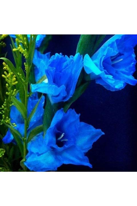 İdeaPazar Mavi Renkli Glayör Çiçeği Soğanı Gladiolus Blue Swan (2 Adet)